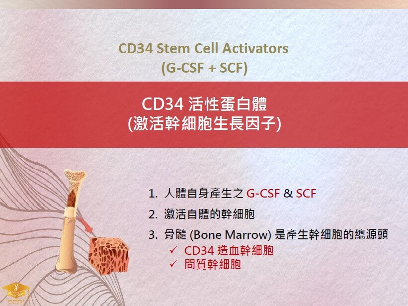 CD34活性蛋白體