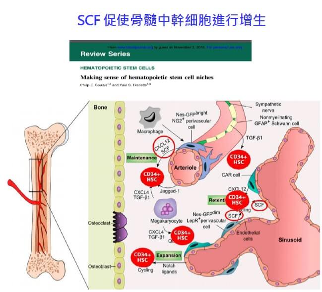 SCF促使骨隨中幹細胞進行增生