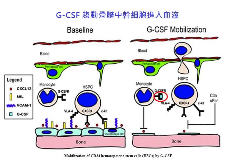 G-CSF驅動骨隨中幹細胞進入血液